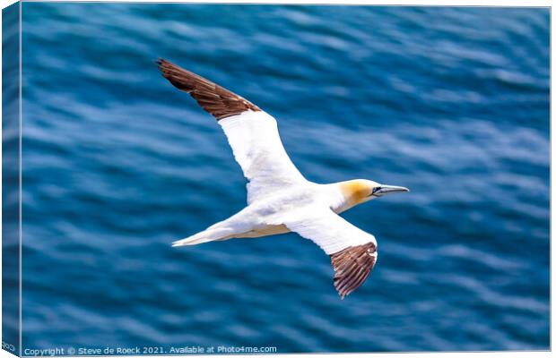 Gannet In Flight Over The Sea Canvas Print by Steve de Roeck