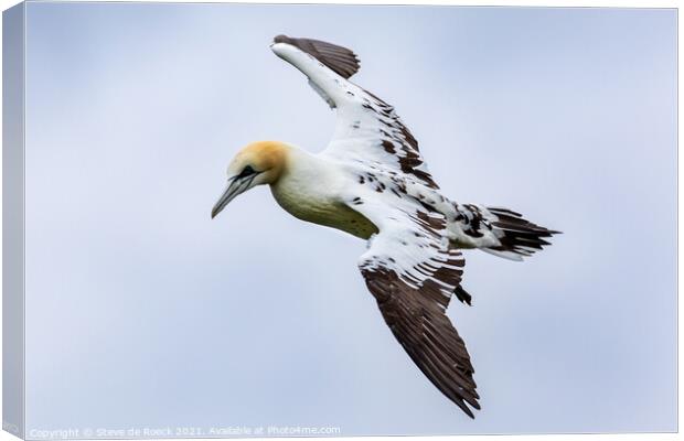 Young Gannet Investigates The Cameraman Canvas Print by Steve de Roeck
