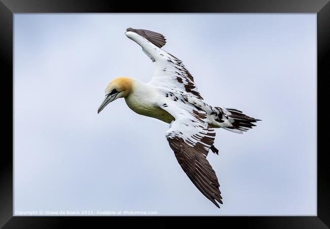 Young Gannet Investigates The Cameraman Framed Print by Steve de Roeck