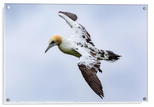Young Gannet Investigates The Cameraman Acrylic by Steve de Roeck