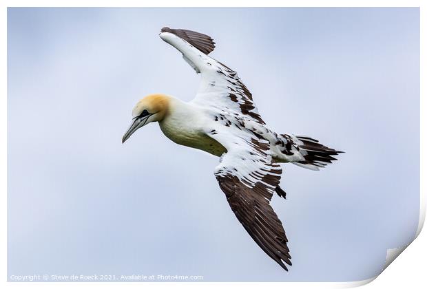 Young Gannet Investigates The Cameraman Print by Steve de Roeck