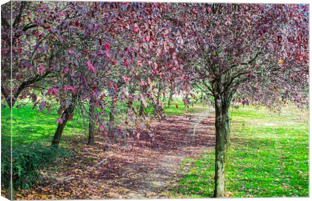 walk in the park with violet-leafed trees Canvas Print by David Galindo