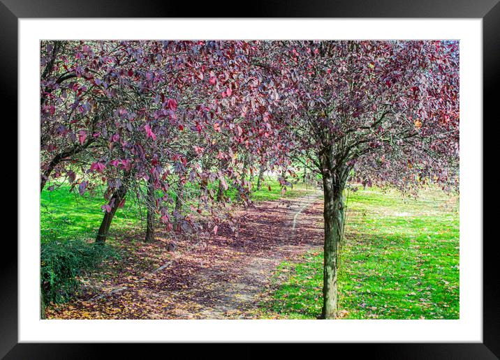 walk in the park with violet-leafed trees Framed Mounted Print by David Galindo