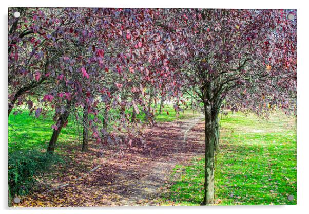 walk in the park with violet-leafed trees Acrylic by David Galindo