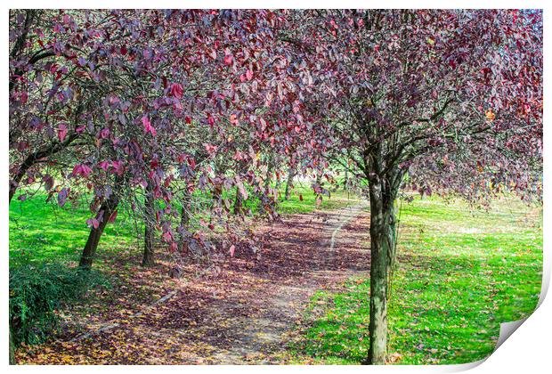 walk in the park with violet-leafed trees Print by David Galindo
