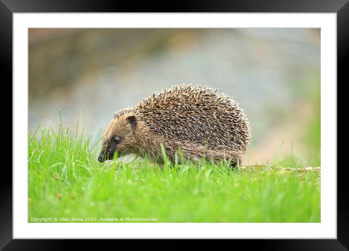 A hedgehog in grass Framed Mounted Print by Allan Jones