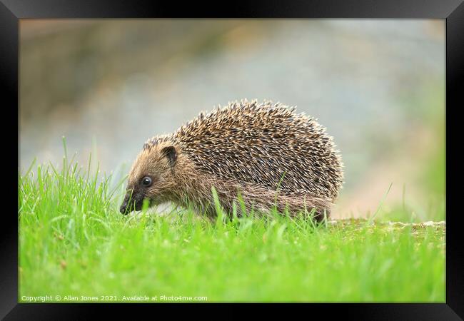 A hedgehog in grass Framed Print by Allan Jones