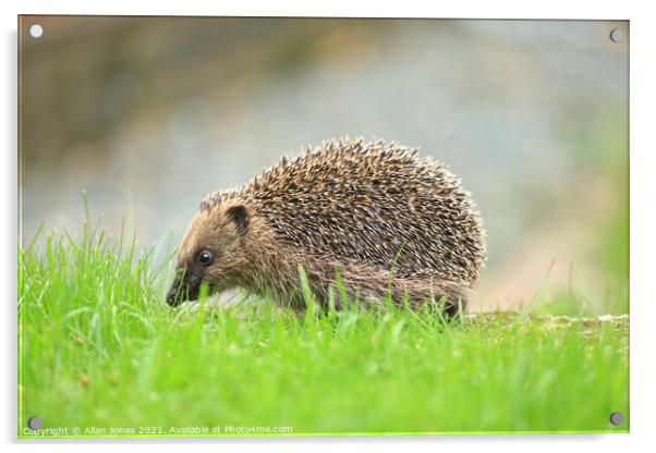 A hedgehog in grass Acrylic by Allan Jones