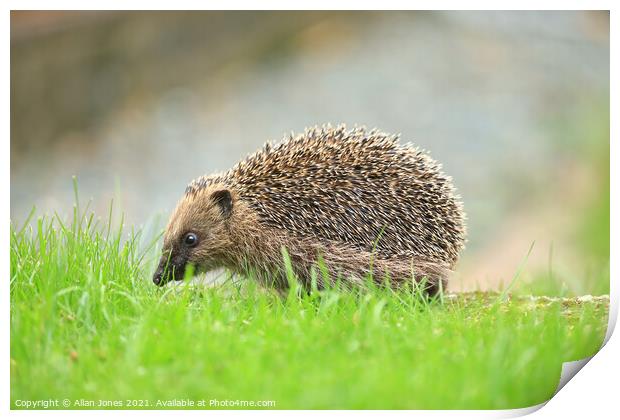 A hedgehog in grass Print by Allan Jones