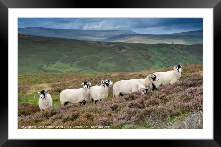 Swaledale ewes on heather moorland Framed Mounted Print by wayne hutchinson
