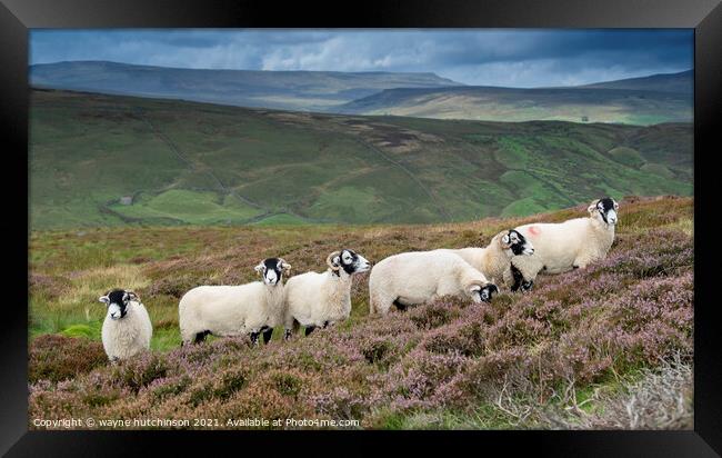 Swaledale ewes on heather moorland Framed Print by wayne hutchinson
