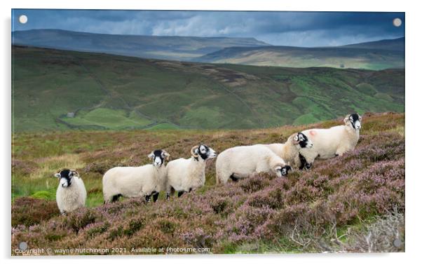 Swaledale ewes on heather moorland Acrylic by wayne hutchinson