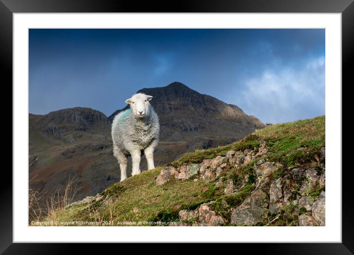 Herdwick sheep in the Langdales, UK Framed Mounted Print by wayne hutchinson