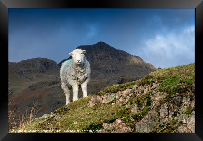Herdwick sheep in the Langdales, UK Framed Print by wayne hutchinson