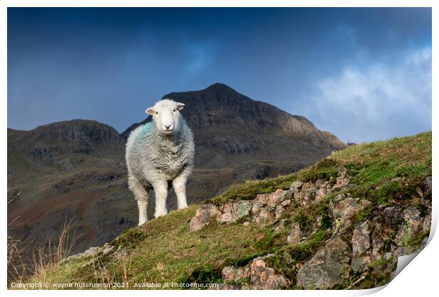Herdwick sheep in the Langdales, UK Print by wayne hutchinson