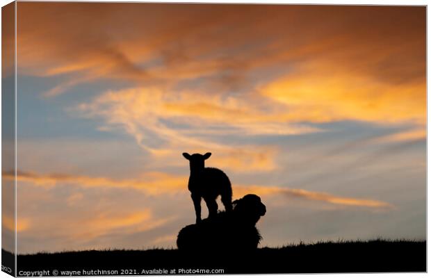 Sheep and ewe at sunset Canvas Print by wayne hutchinson