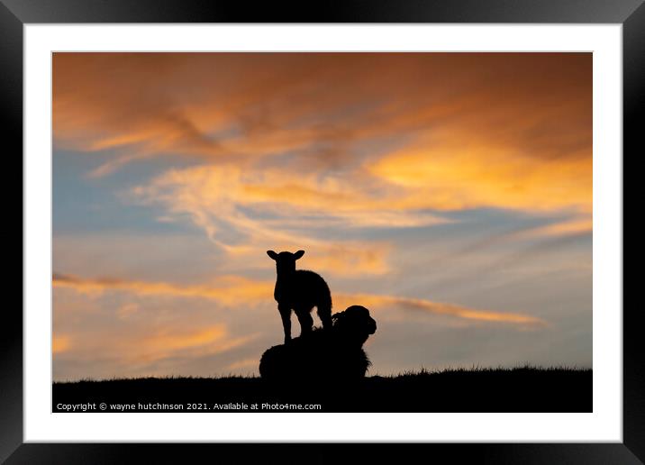 Sheep and ewe at sunset Framed Mounted Print by wayne hutchinson