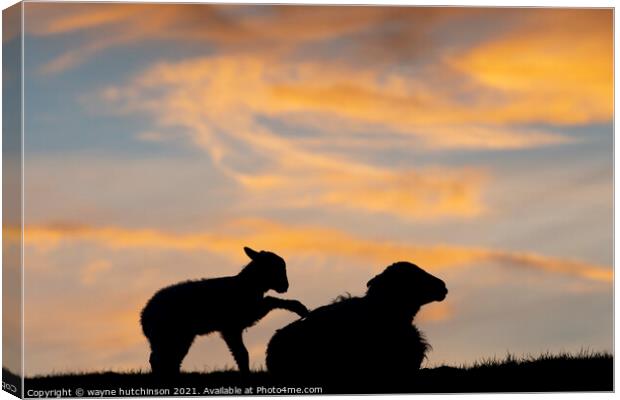 sheep and lamb at sunset Canvas Print by wayne hutchinson