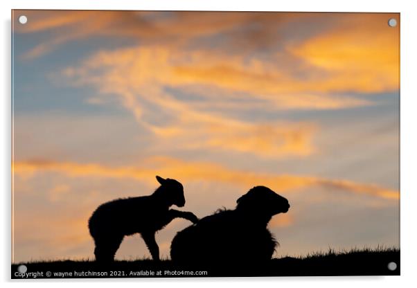 sheep and lamb at sunset Acrylic by wayne hutchinson