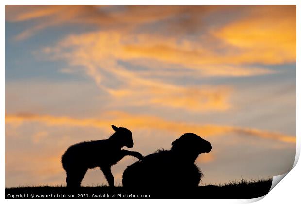 sheep and lamb at sunset Print by wayne hutchinson