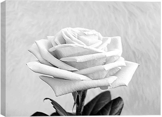 A White Purity Rose Canvas Print by paulette hurley