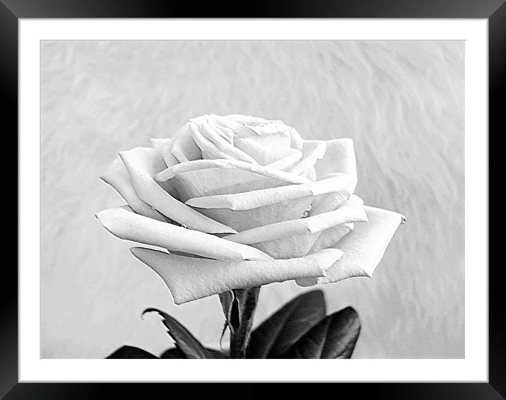 A White Purity Rose Framed Mounted Print by paulette hurley
