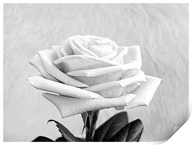 A White Purity Rose Print by paulette hurley
