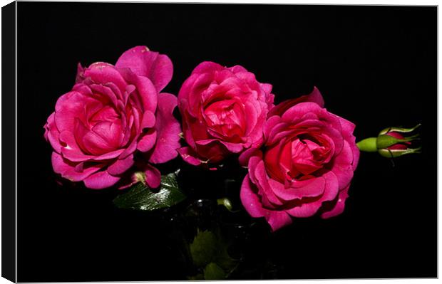 Pink Roses Canvas Print by Steve Purnell