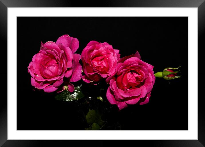 Pink Roses Framed Mounted Print by Steve Purnell