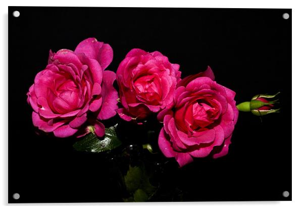 Pink Roses Acrylic by Steve Purnell