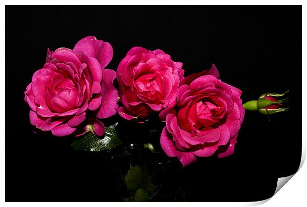 Pink Roses Print by Steve Purnell