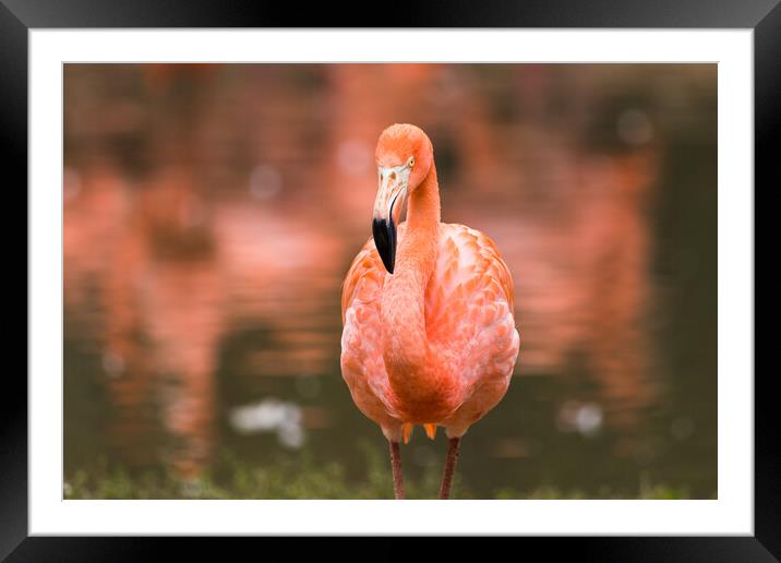 Caribbean flamingo close up Framed Mounted Print by Jason Wells