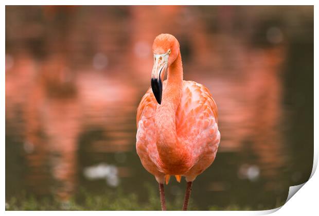 Caribbean flamingo close up Print by Jason Wells