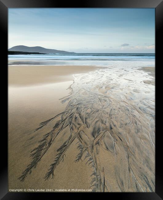 Harris beach feathers Framed Print by Chris Lauder