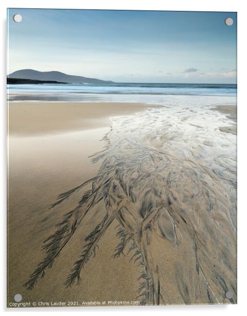 Harris beach feathers Acrylic by Chris Lauder