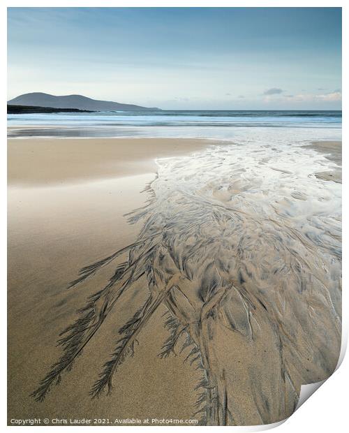 Harris beach feathers Print by Chris Lauder