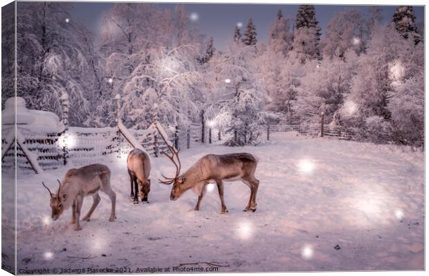 Reindeers in Lapland Canvas Print by Jadwiga Piasecka