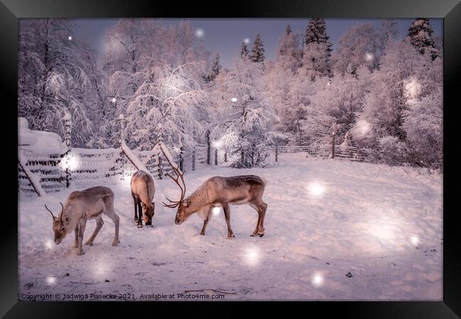 Reindeers in Lapland Framed Print by Jadwiga Piasecka