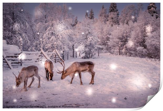 Reindeers in Lapland Print by Jadwiga Piasecka