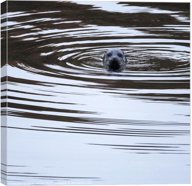 Seal swirls Canvas Print by Chris Lauder