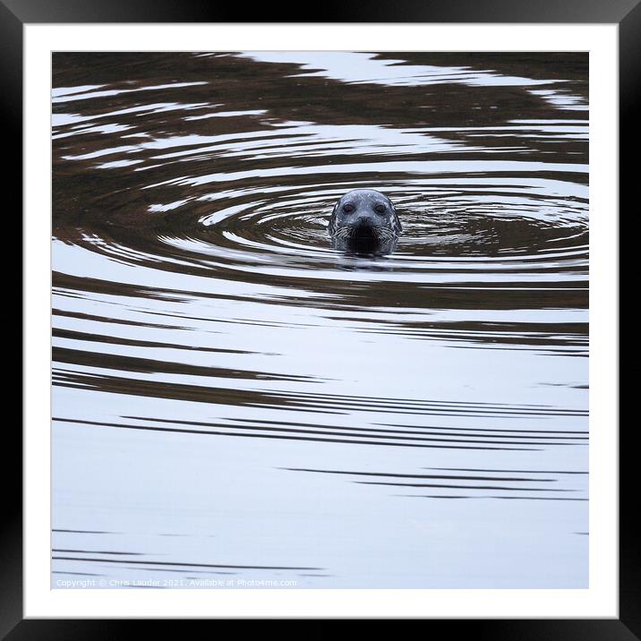 Seal swirls Framed Mounted Print by Chris Lauder