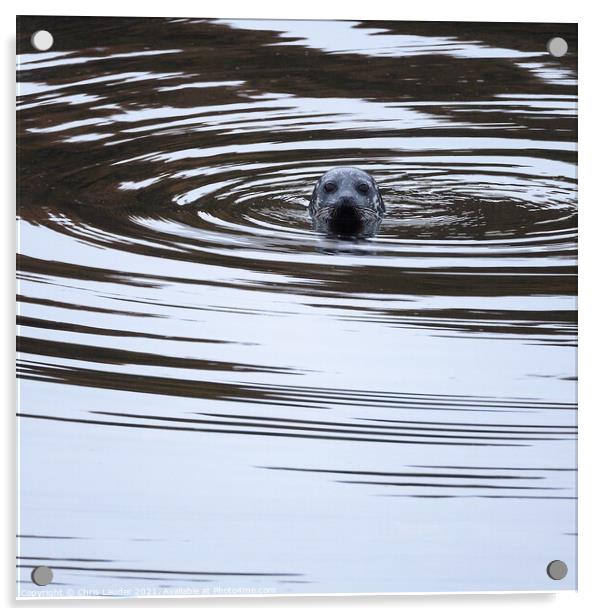 Seal swirls Acrylic by Chris Lauder