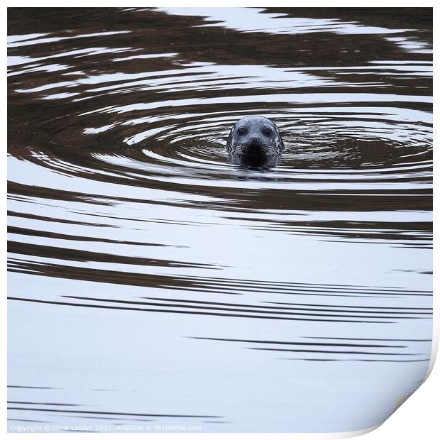 Seal swirls Print by Chris Lauder