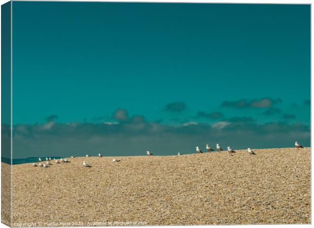 Seagulls (Gulls) waiting at the top of the pebbled tombolo of Chesil beach, Dorset, England, UK Canvas Print by Mehul Patel