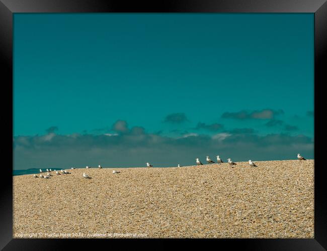 Seagulls (Gulls) waiting at the top of the pebbled tombolo of Chesil beach, Dorset, England, UK Framed Print by Mehul Patel