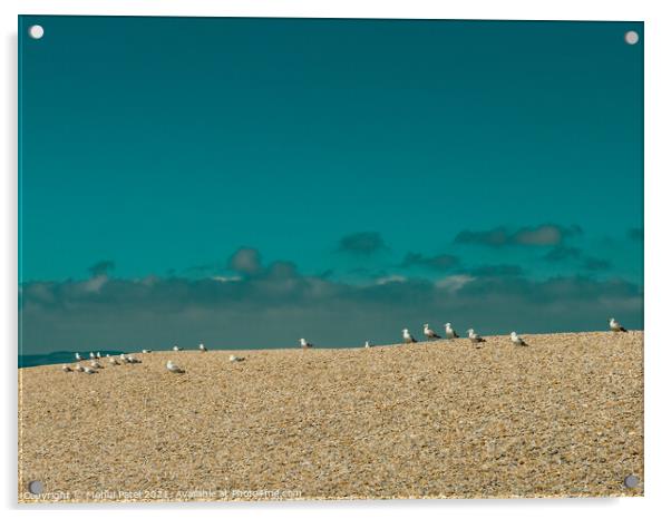 Seagulls (Gulls) waiting at the top of the pebbled tombolo of Chesil beach, Dorset, England, UK Acrylic by Mehul Patel