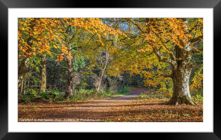 Majestic Autumn Walk Framed Mounted Print by Don Nealon
