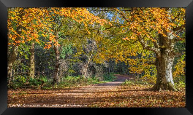 Majestic Autumn Walk Framed Print by Don Nealon