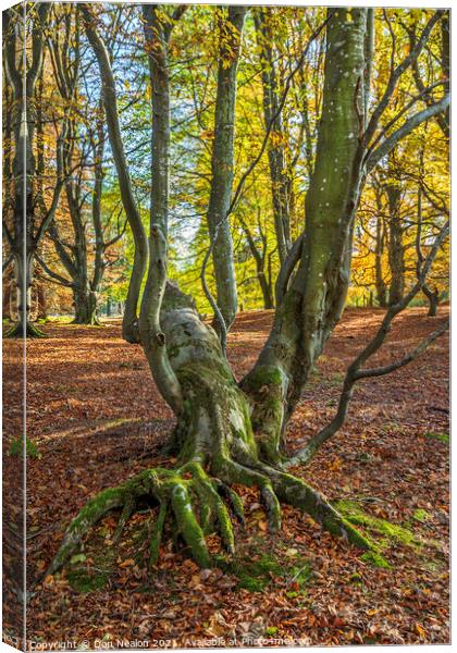 FingerLike Roots Canvas Print by Don Nealon
