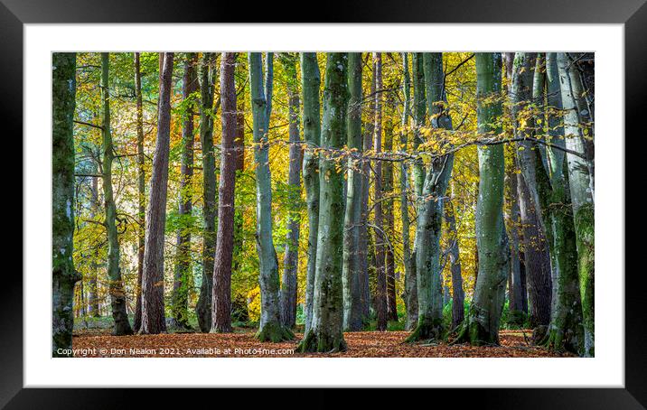 Can't see the wood for t he trees. Framed Mounted Print by Don Nealon